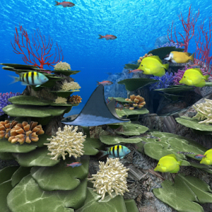 慶良間の珊瑚360°Trial